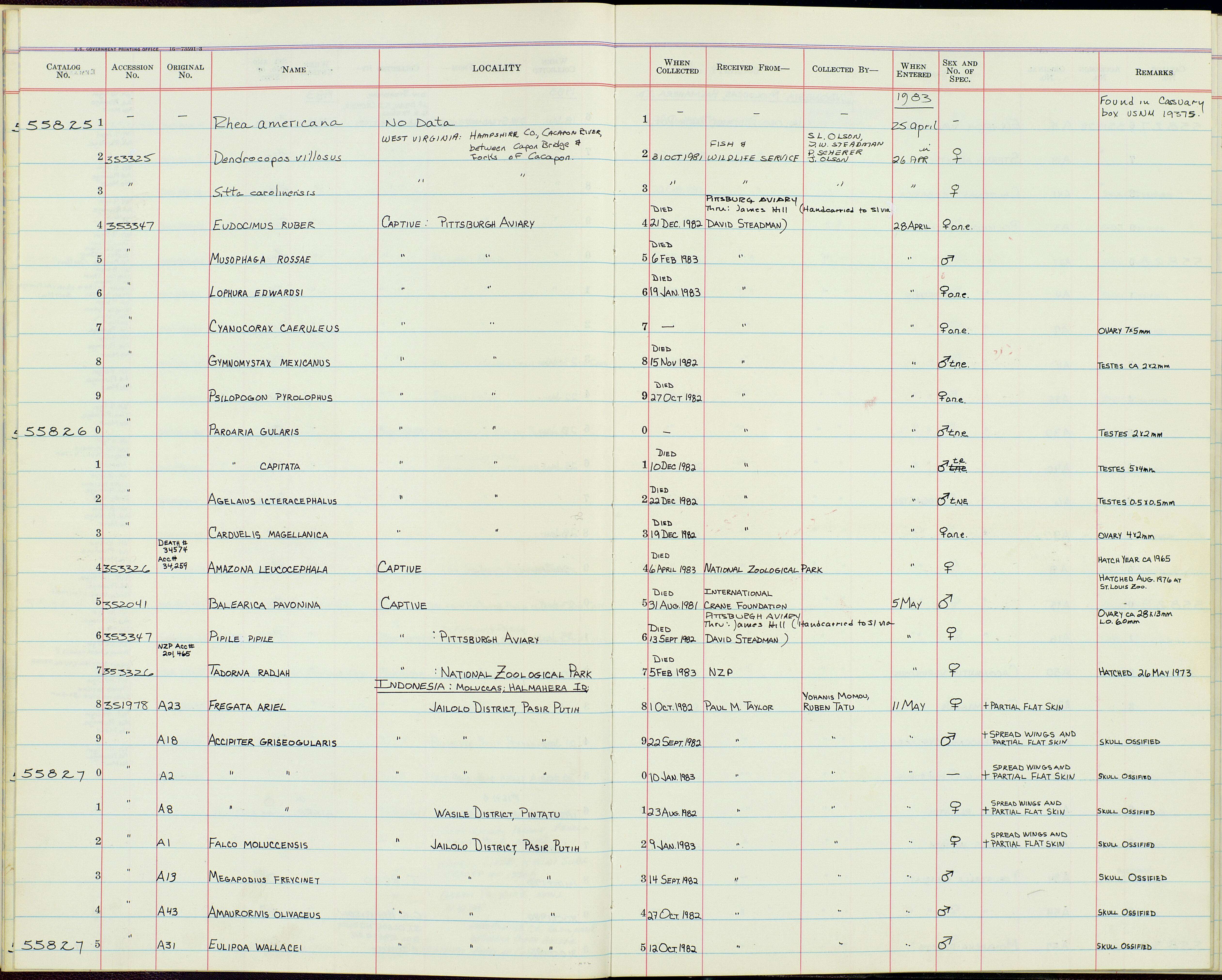 Plancia ëd Eulipoa Ogilvie-Grant 1893