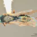 صورة Perissocentrus striatulus Grissell 1992