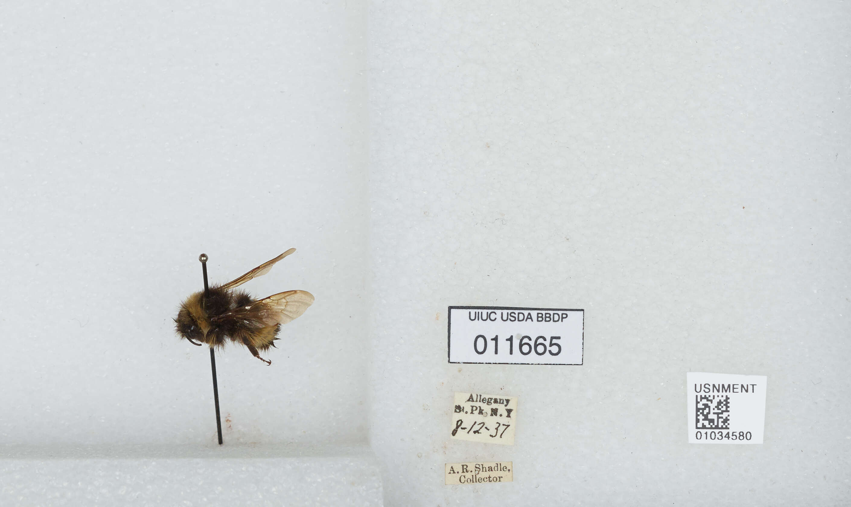 Image of Yellow-banded Bumblebee