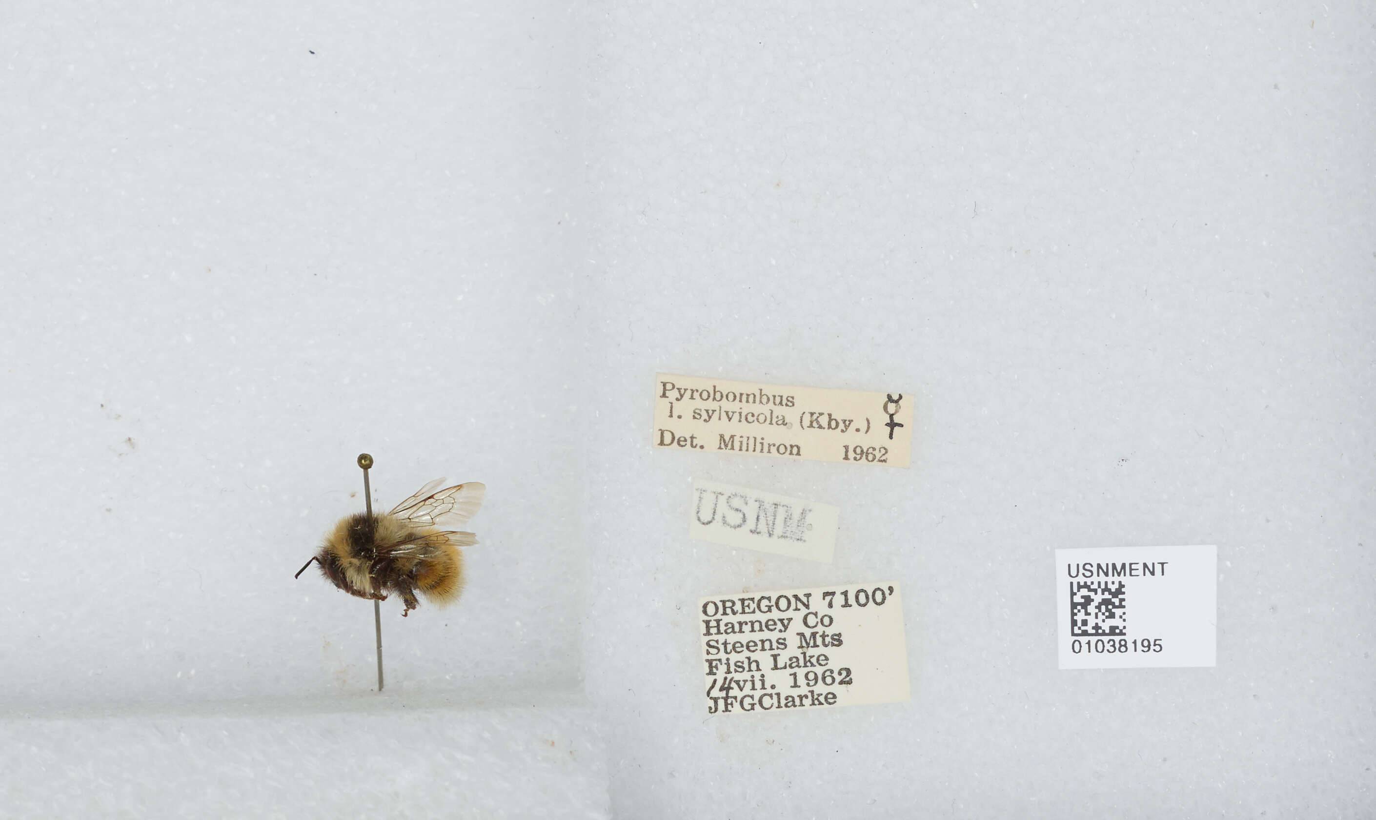 Image de Bombus sylvicola Kirby 1837