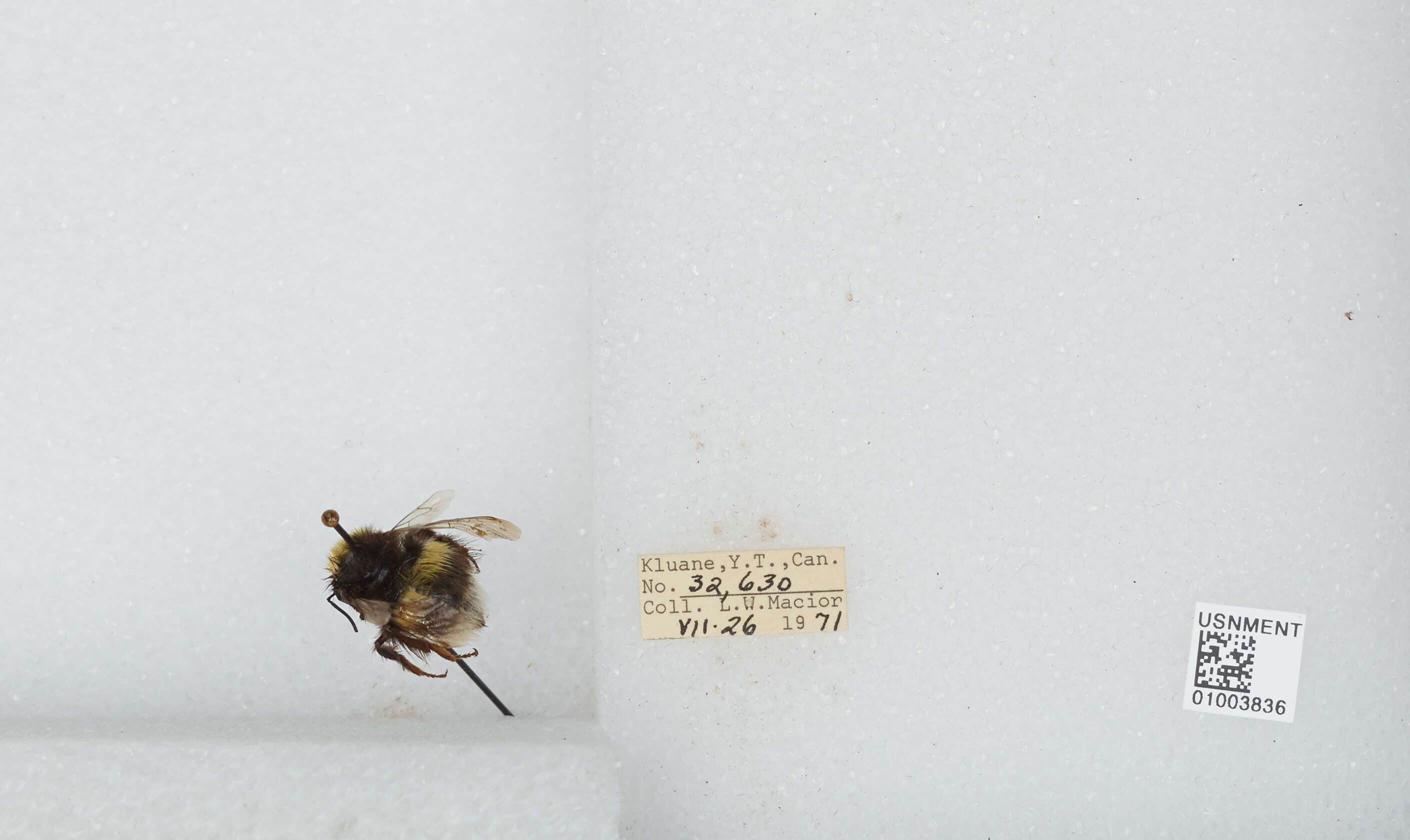 Image of White-tailed bumblebee