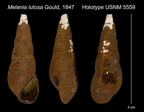 Image of Stenomelania lutosa (Gould 1847)