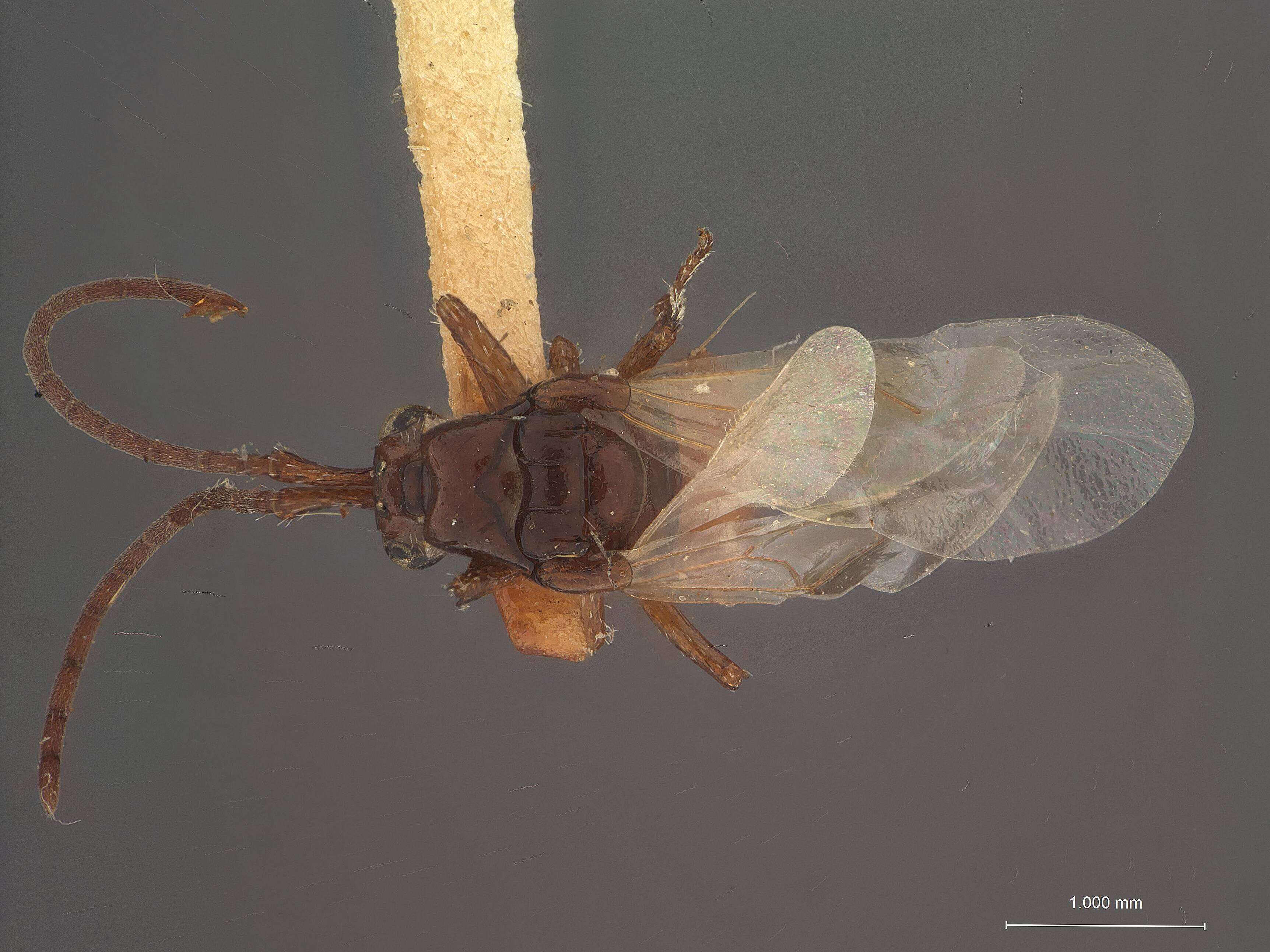 Image of Loboscelidia maculipennis Fouts 1922