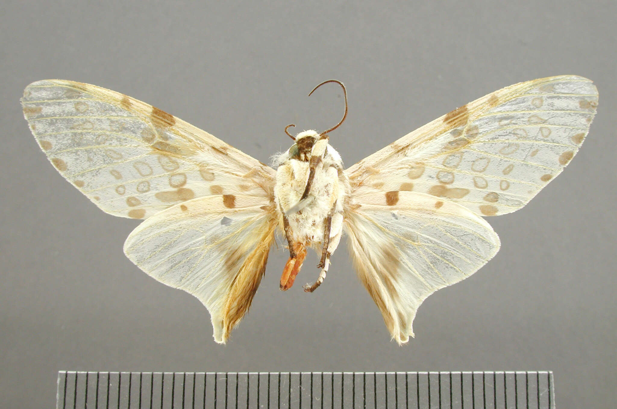 Image of Ecpantheria Hübner 1820