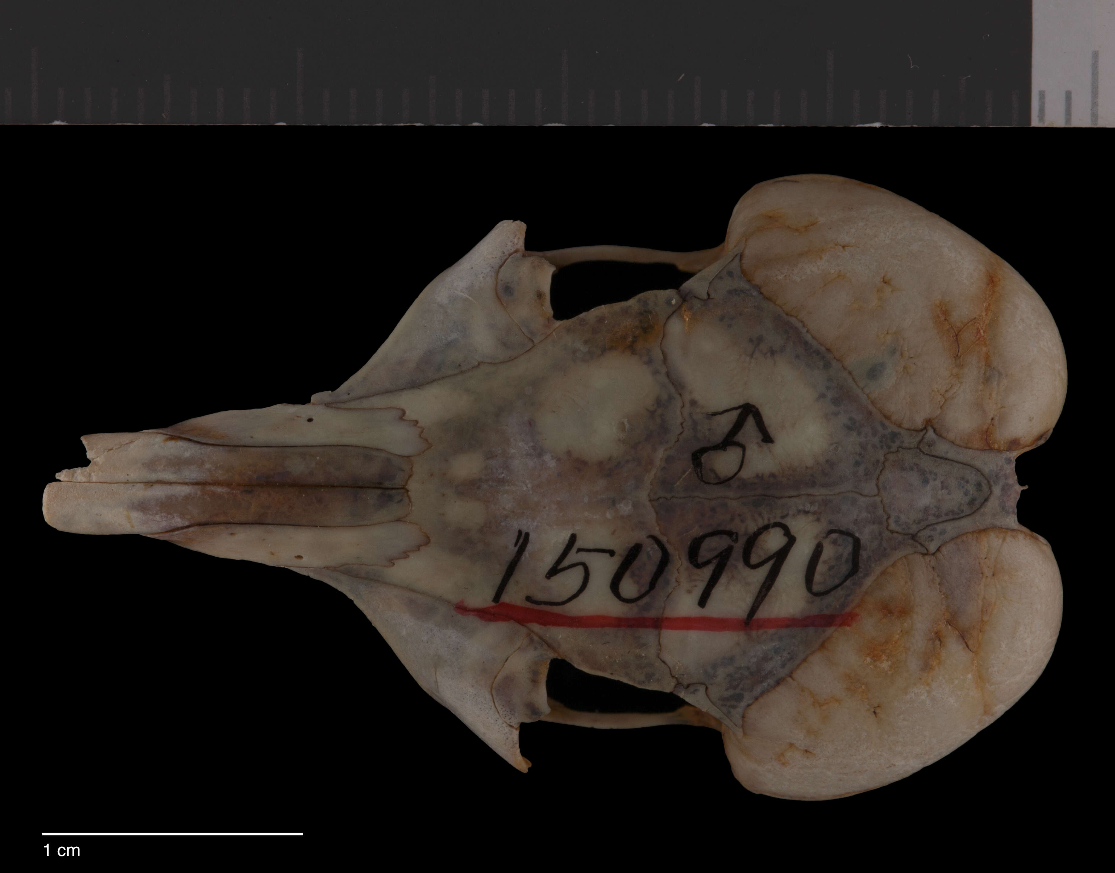 Image of Dipodomys ordii evexus Goldman 1933