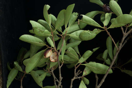 Image of Eugenia salamensis Donn. Sm.