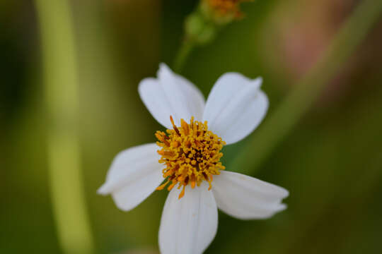 صورة Bidens alba var. radiata (Sch. Bip.) Ballard