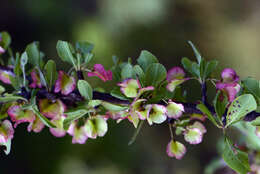 Image of Wimmeria microphylla L. Radlkofer