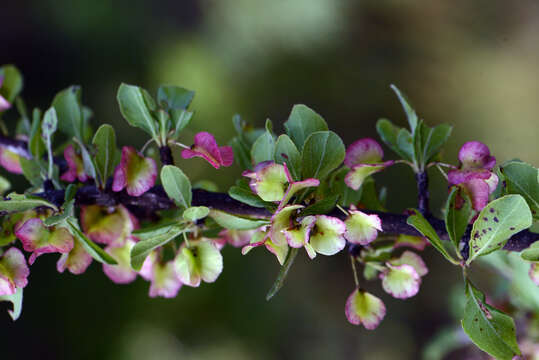 Plancia ëd Wimmeria microphylla L. Radlkofer