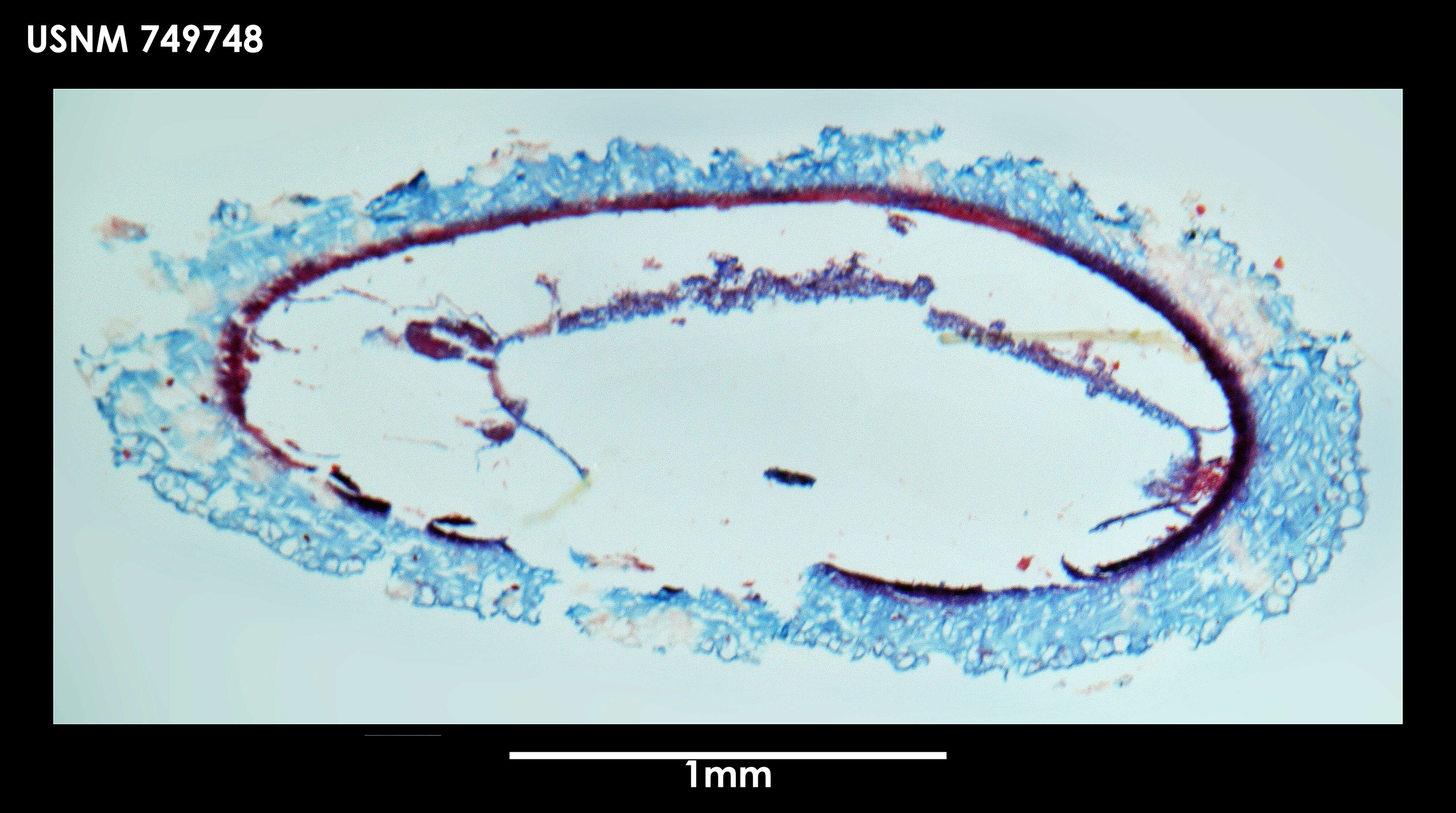 Image of Syngenoherpia Salvini-Plawen 1978