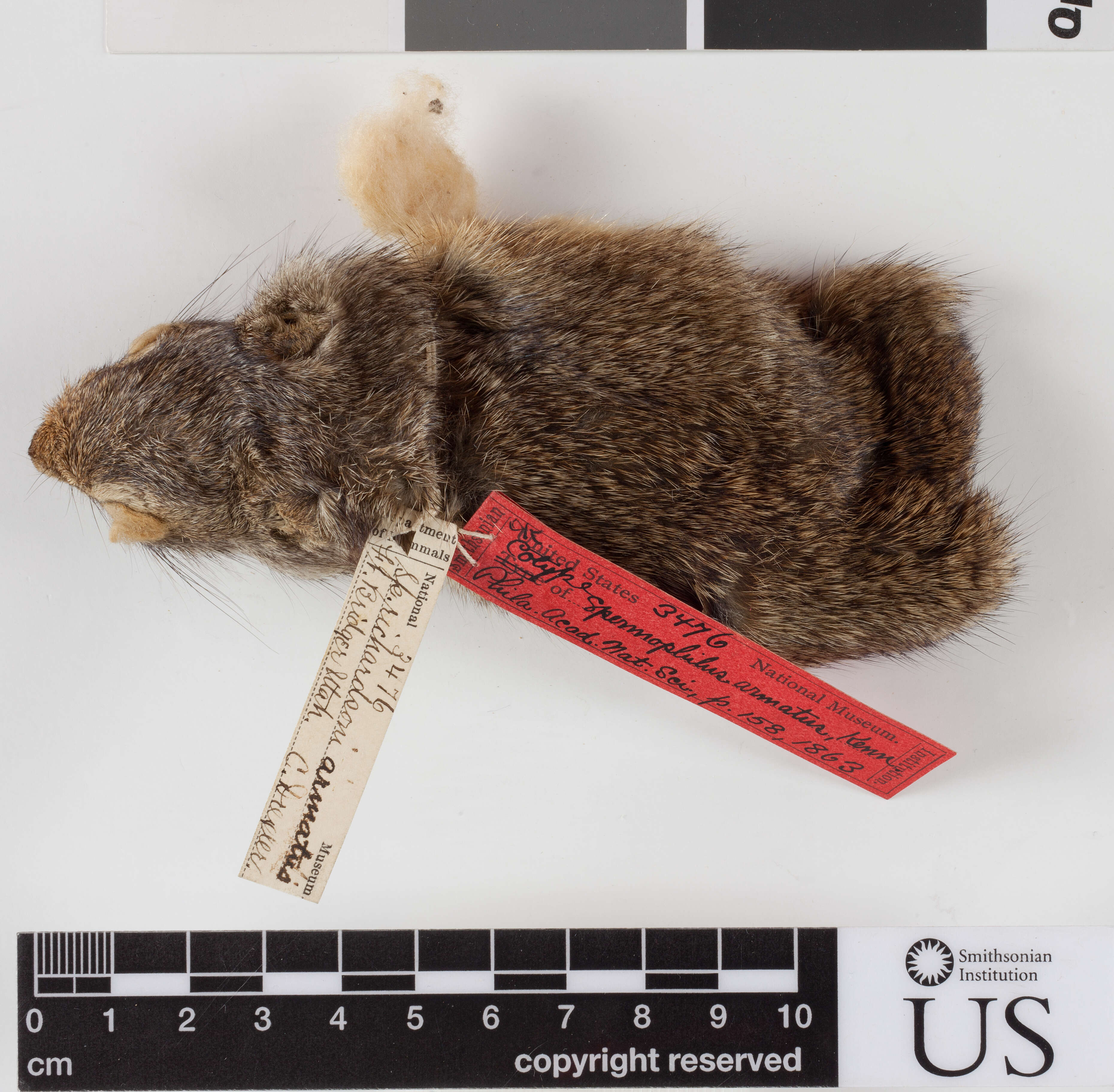 Image of Uinta ground squirrel