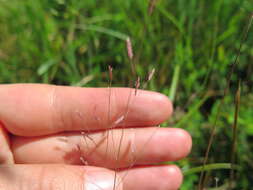 Image de Eragrostis spectabilis (Pursh) Steud.