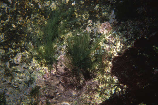 Image de Bryopsis indica A. Gepp & E. S. Gepp 1908