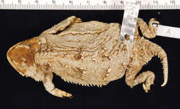 Image of Greater Short-horned Lizard