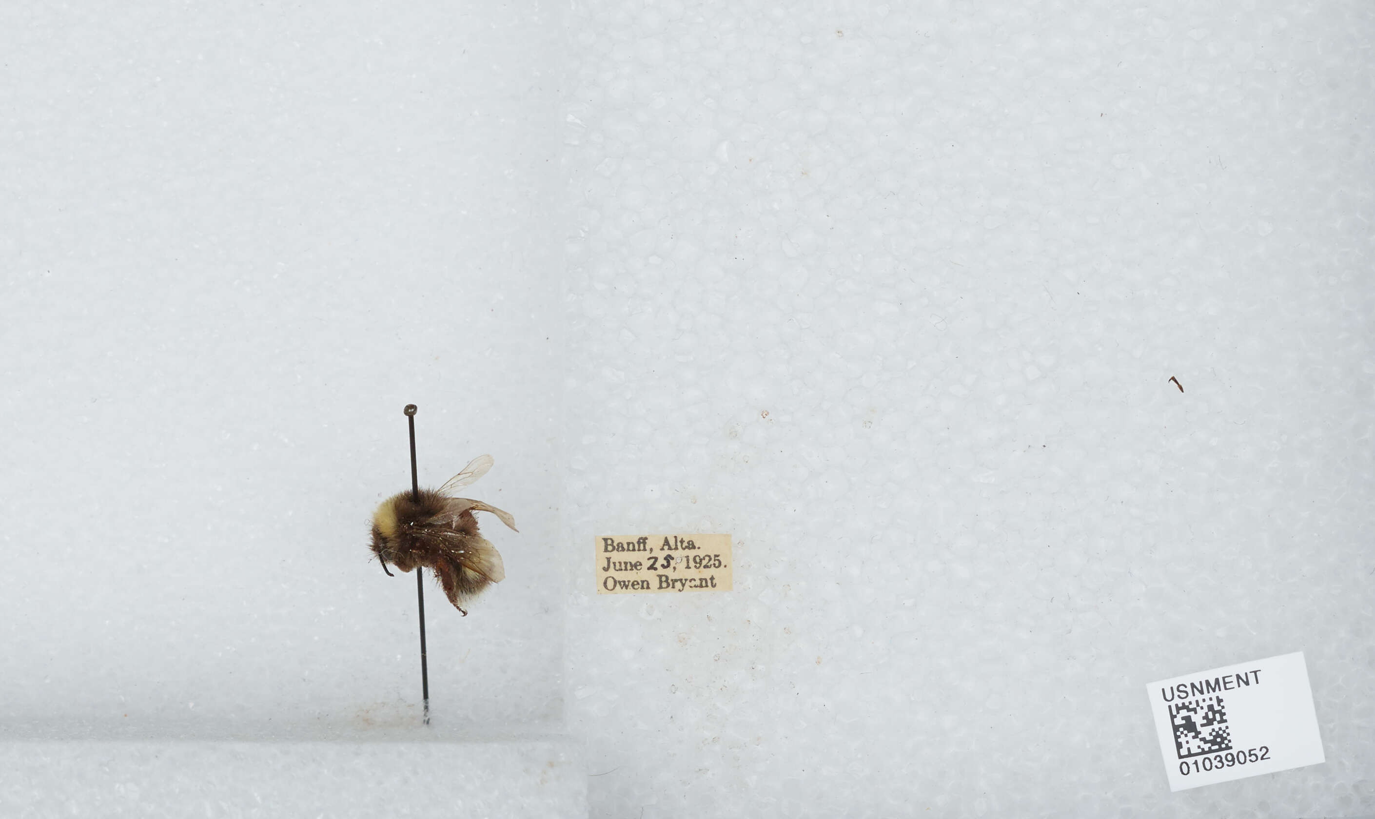 Image of Bombus patagiatus Nylander 1848