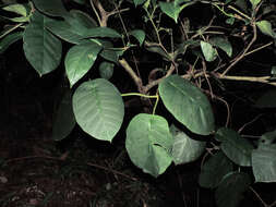 Plancia ëd Macropharynx peltata (Vell.) J. F. Morales, M. E. Endress & Liede