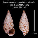 Imagem de Macroceramus parallelus victoris C. Torre & Bartsch 2008