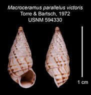 Imagem de Macroceramus parallelus victoris C. Torre & Bartsch 2008