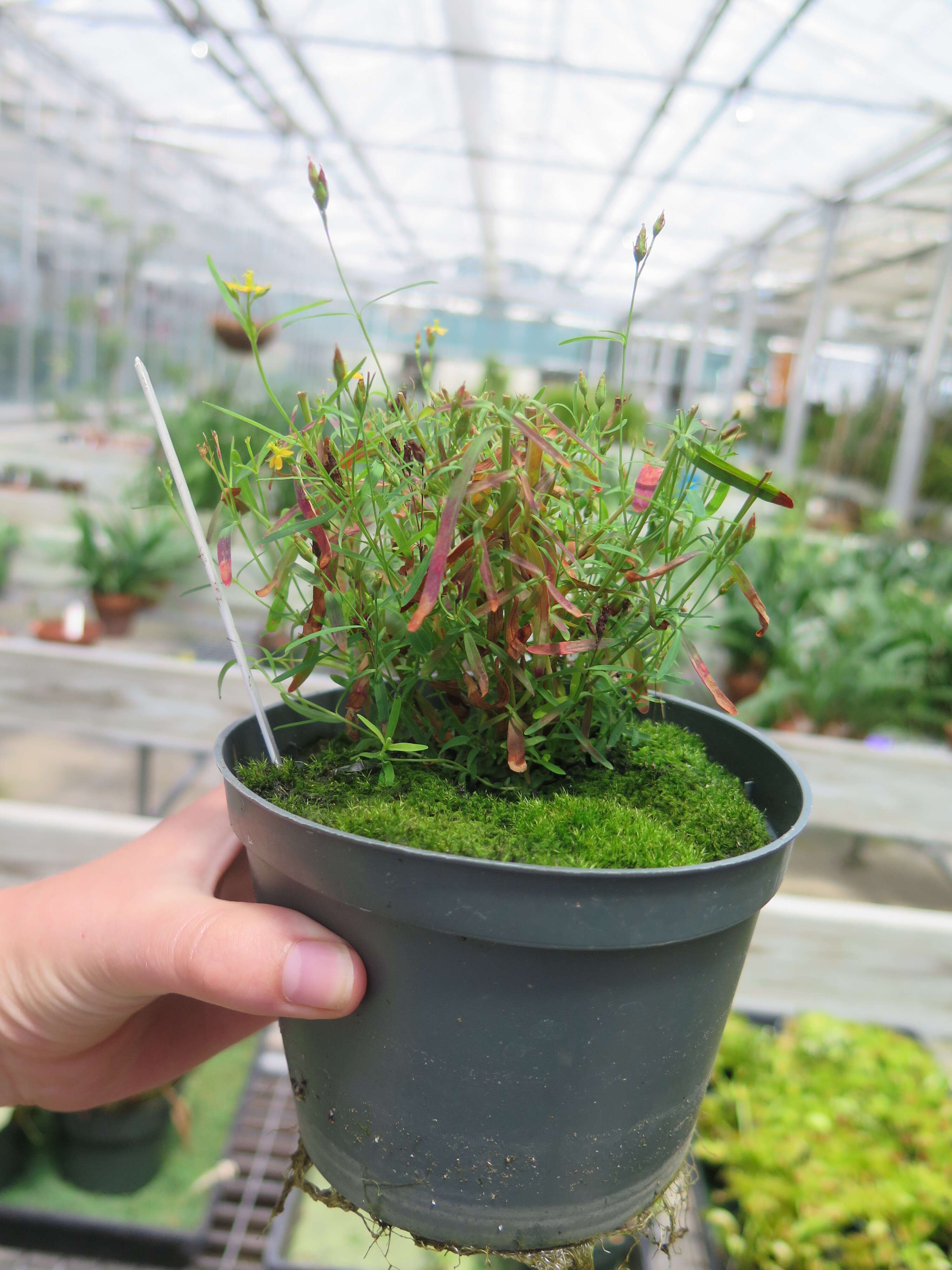 Image of Hypericum canadense L.