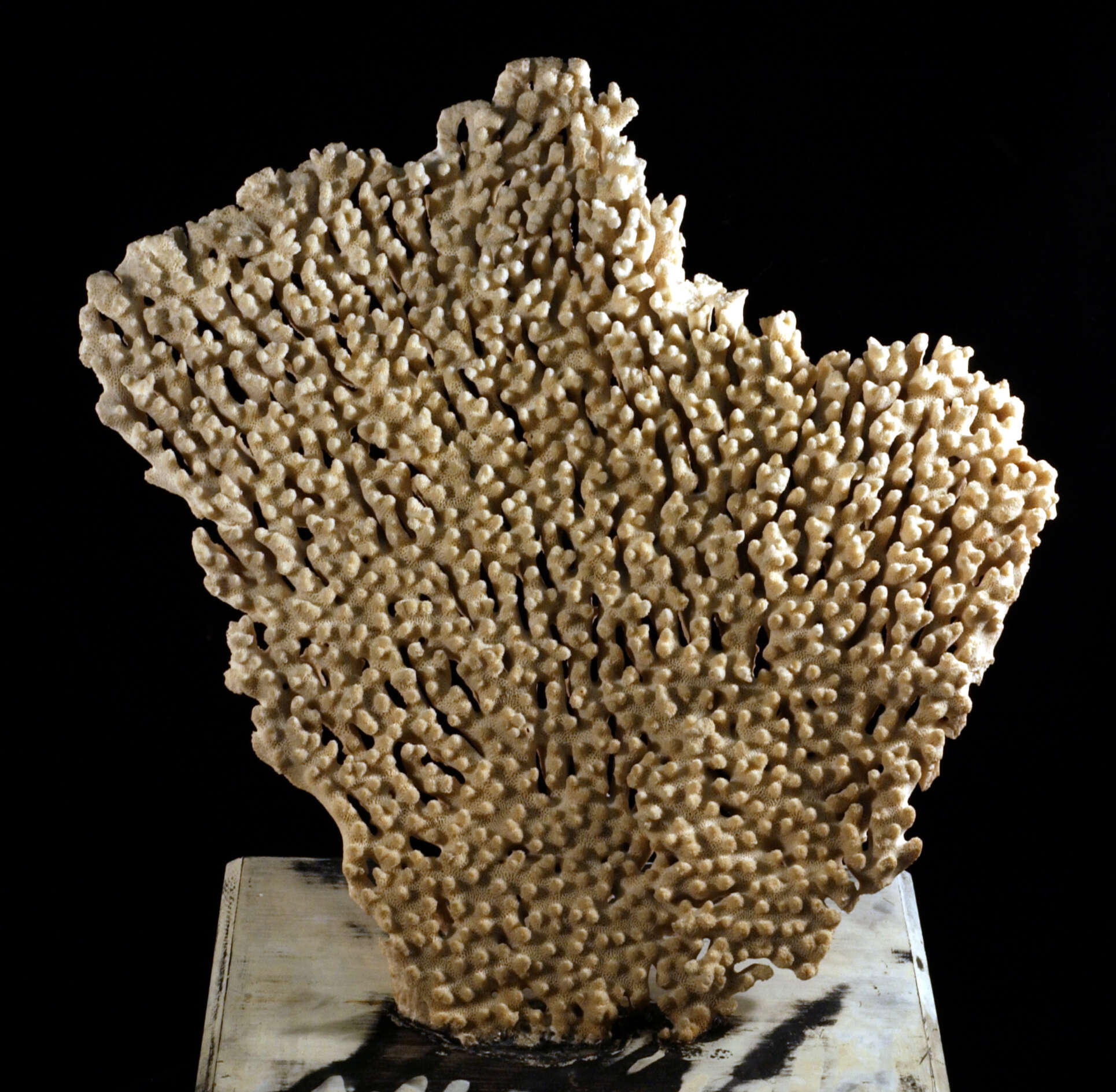 Image of Acropora spicifera (Dana 1846)