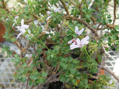 Image of Pelargonium xerophyton Schltr. ex Knuth