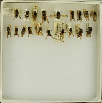 Image of Ancistrocerus spilogaster Cameron 1905