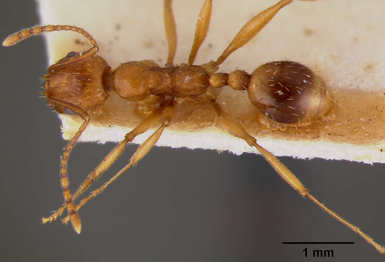 Image of Aphaenogaster schmitzi