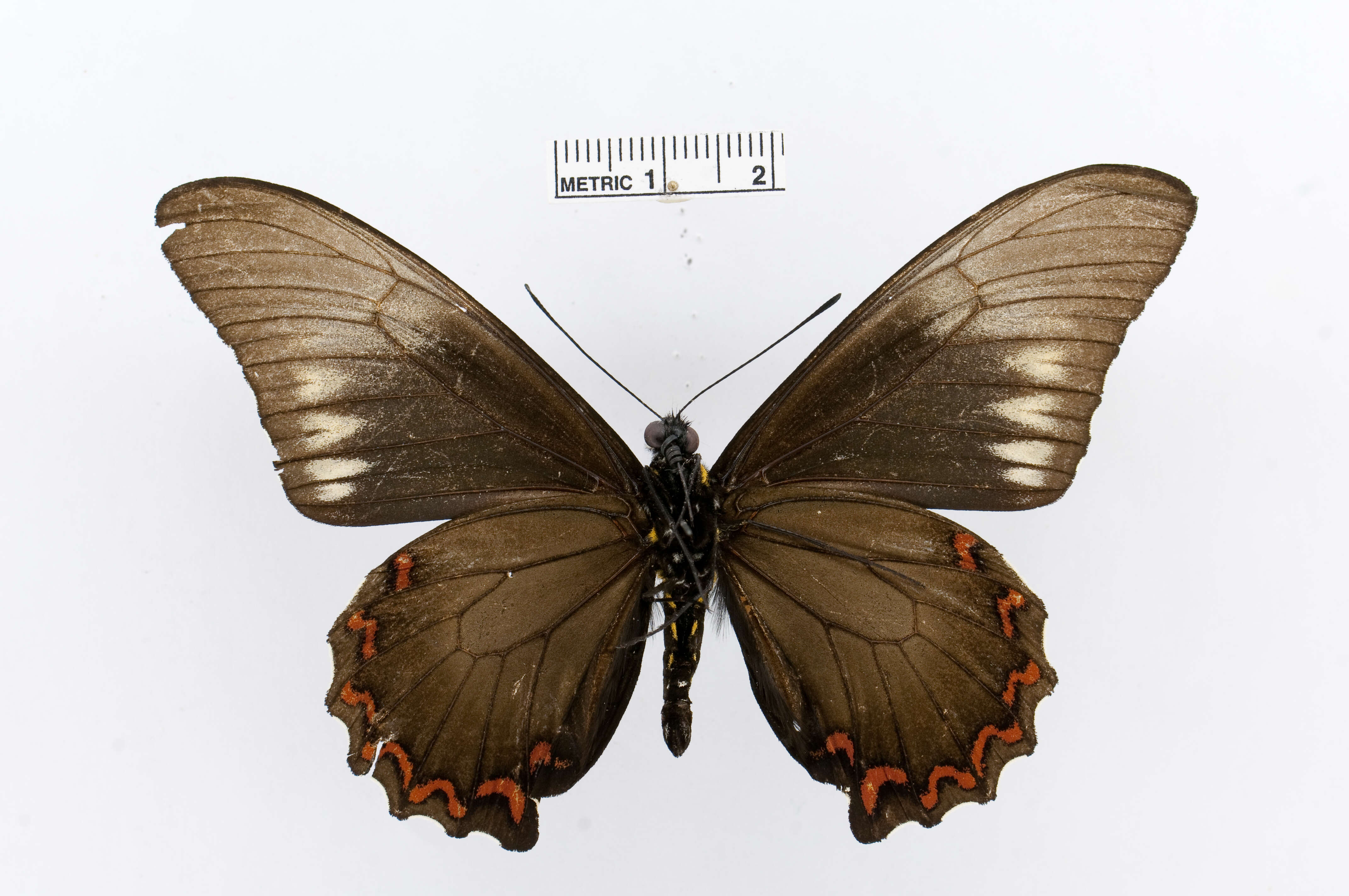 Sivun Battus polystictus (Butler 1874) kuva