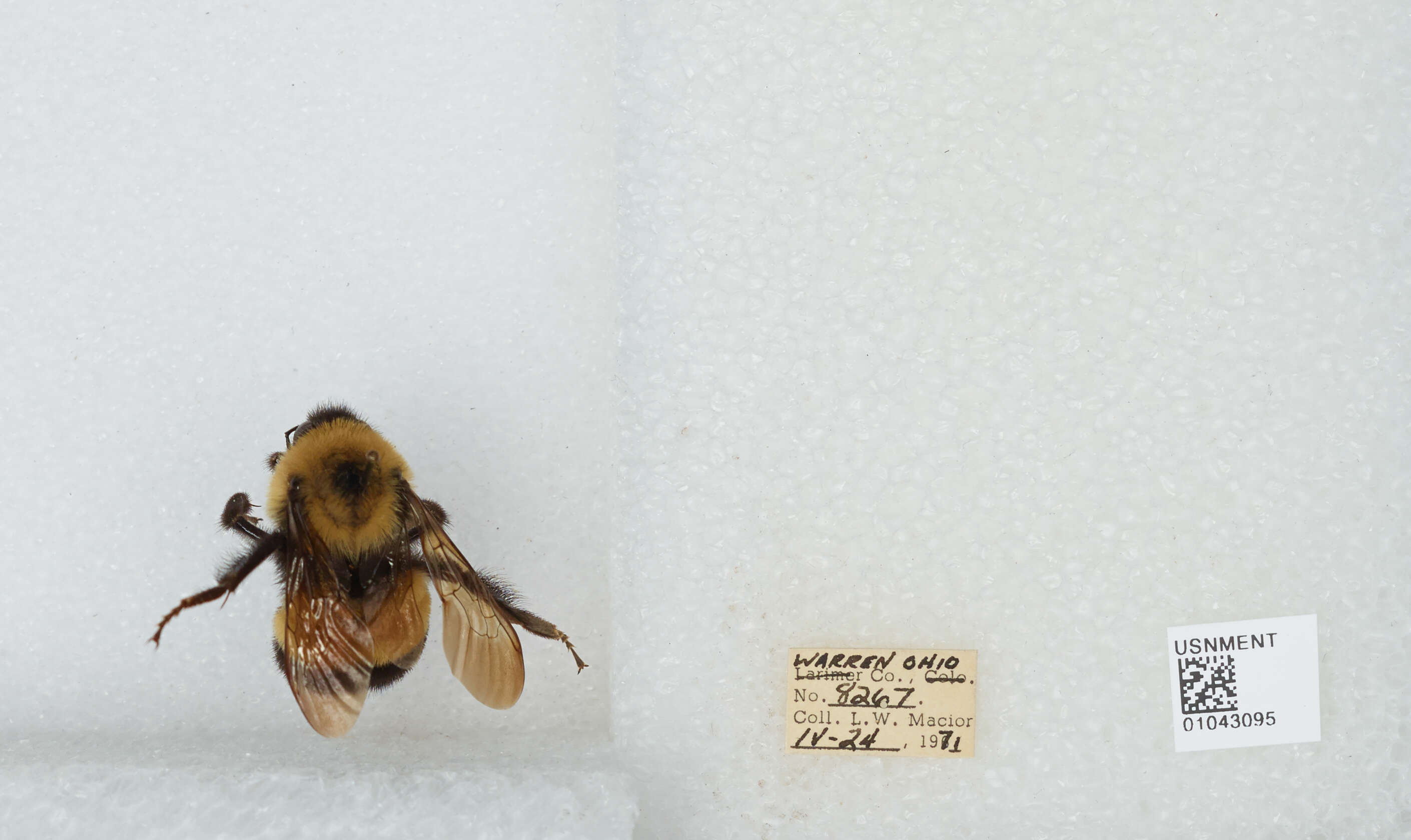 Слика од Bombus affinis Cresson 1864