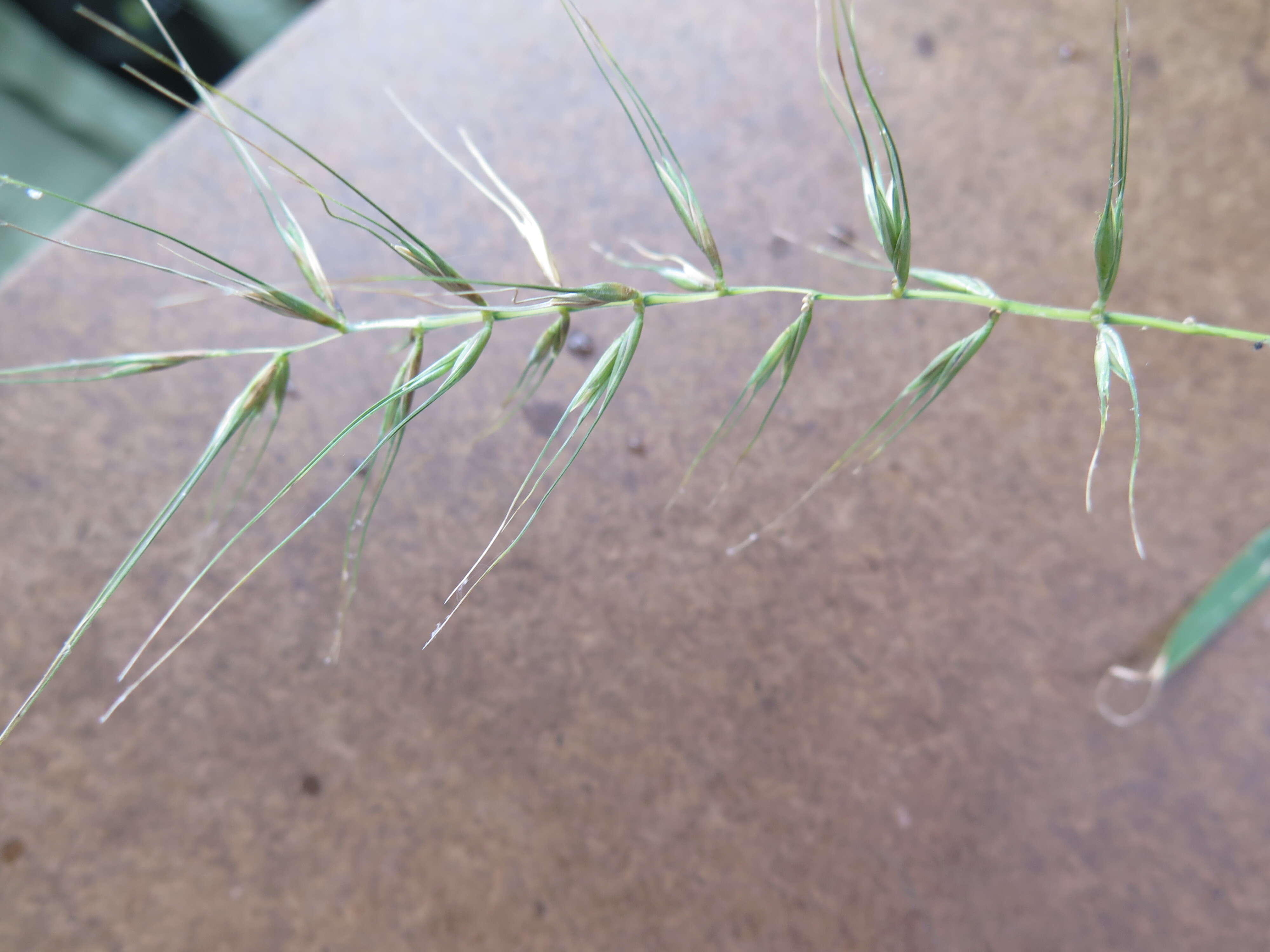 Image of Eastern Bottle-Brush Grass