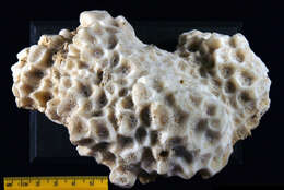 Image of Honeycomb coral
