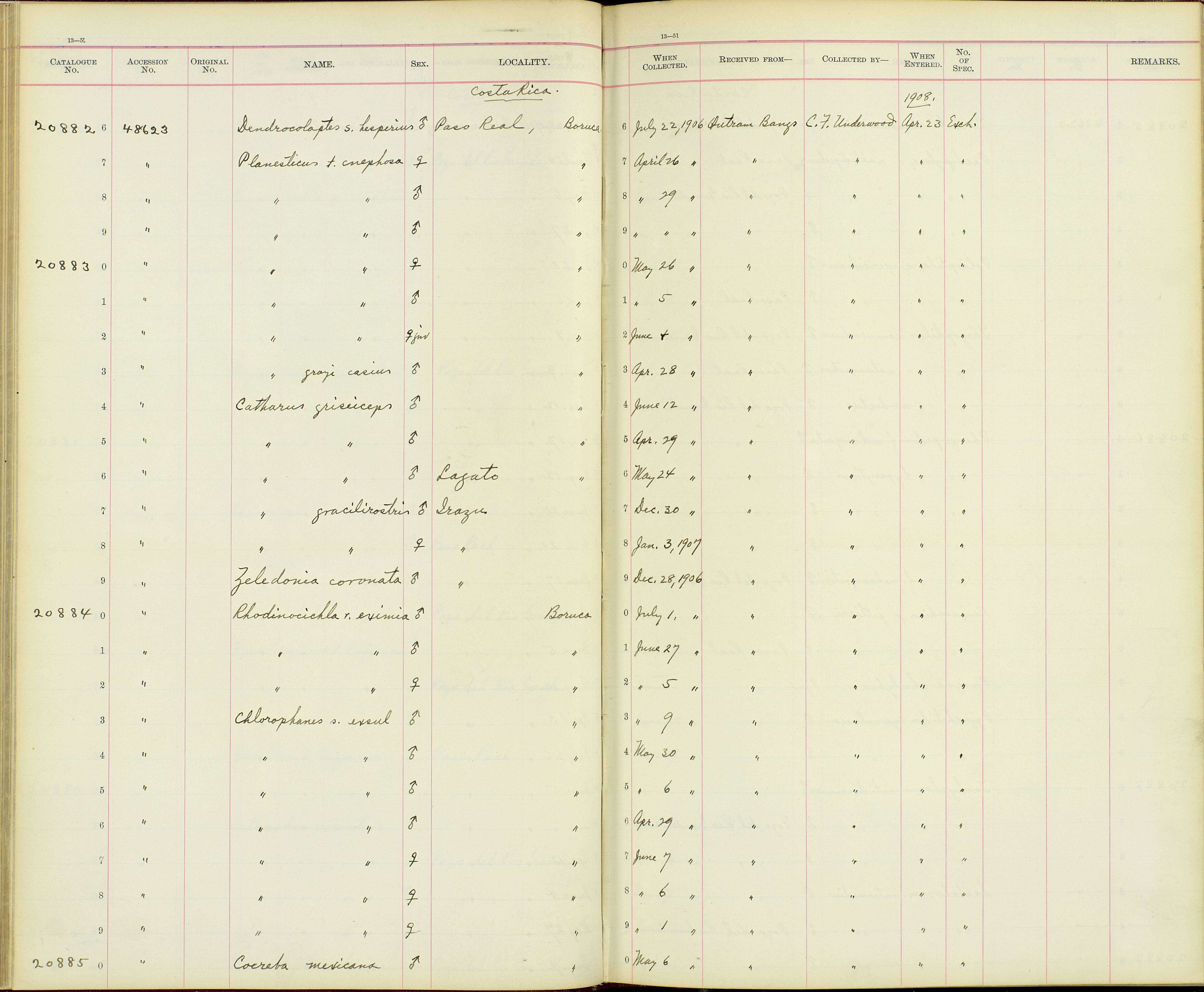 صورة Catharus gracilirostris gracilirostris Salvin 1865