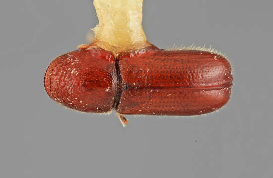 Image of Pityophthorus leechi Wood 1977