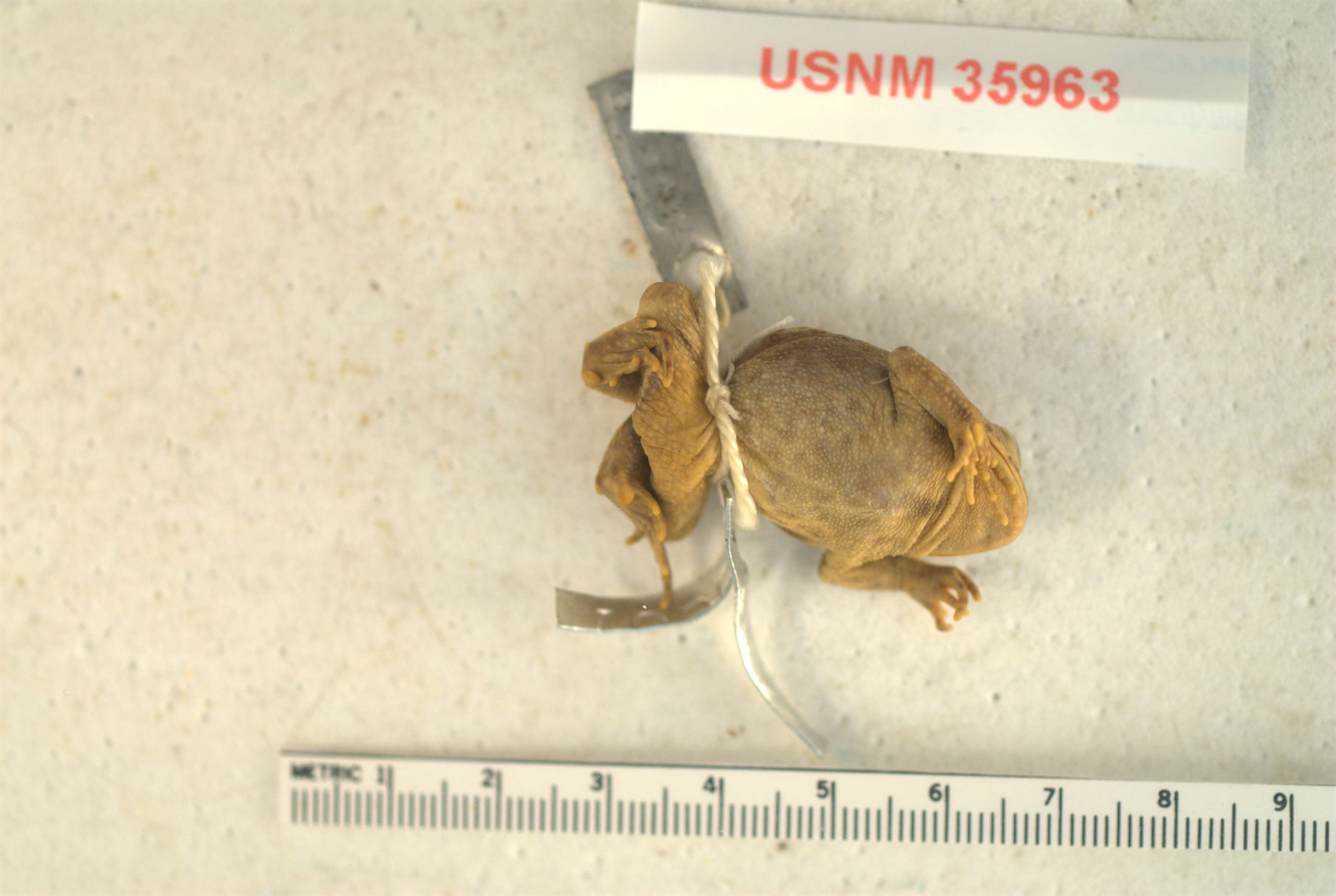 Image of American Toad