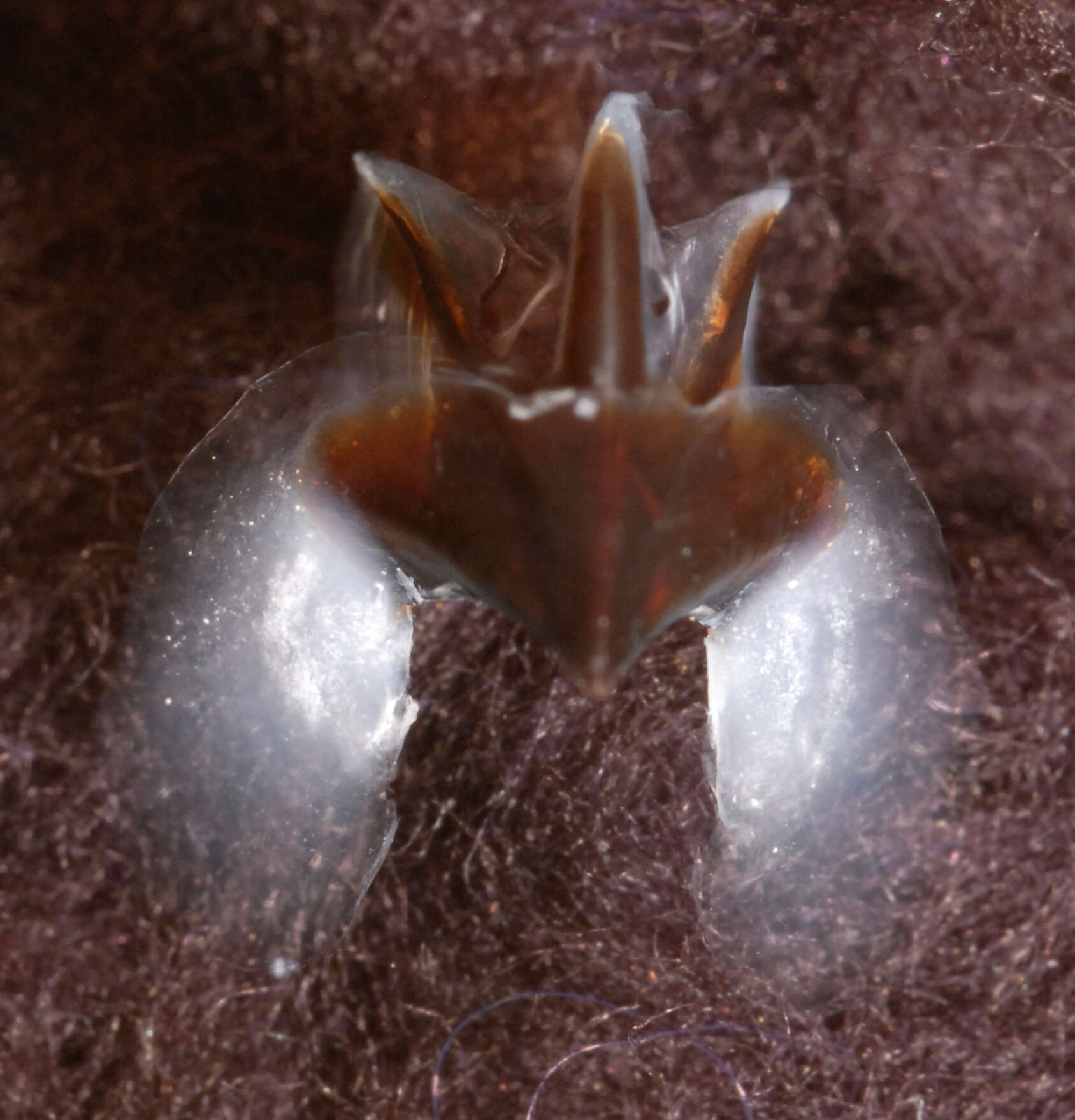 Image of Lepidoteuthidae Pfeffer 1912