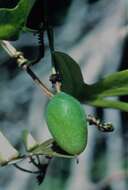 Image of Passiflora suberosa subsp. suberosa