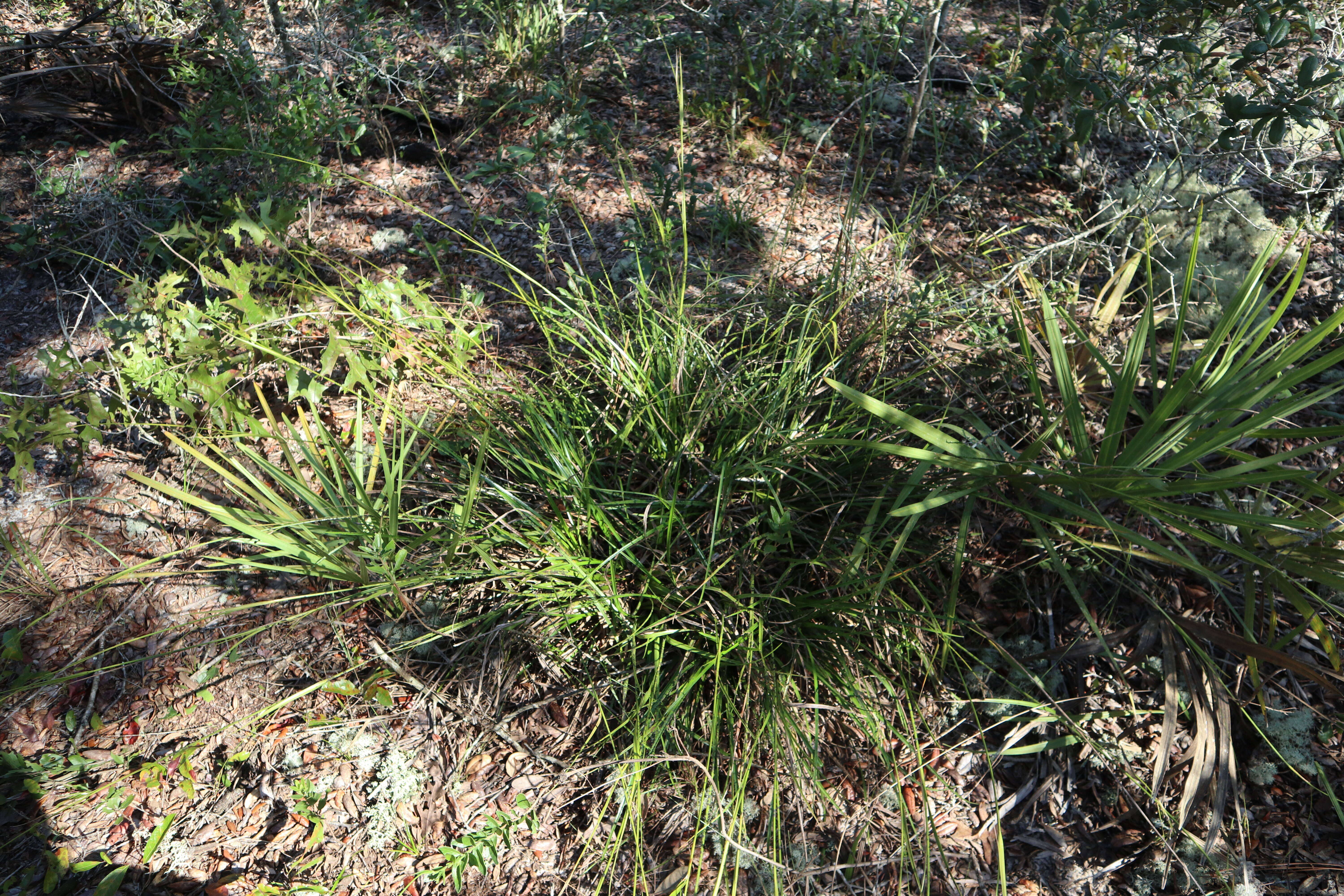 Image of sandyfield beaksedge