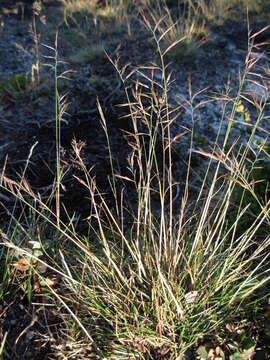 Image de Festuca vivipara (L.) Sm.