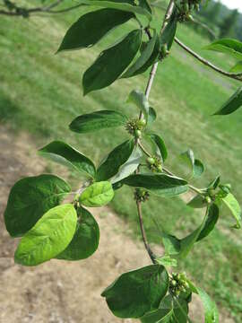 Image of Cornus florida var. florida