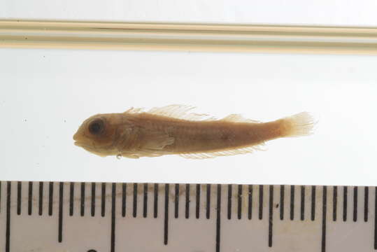 Image of Hudson&#39;s triplefin