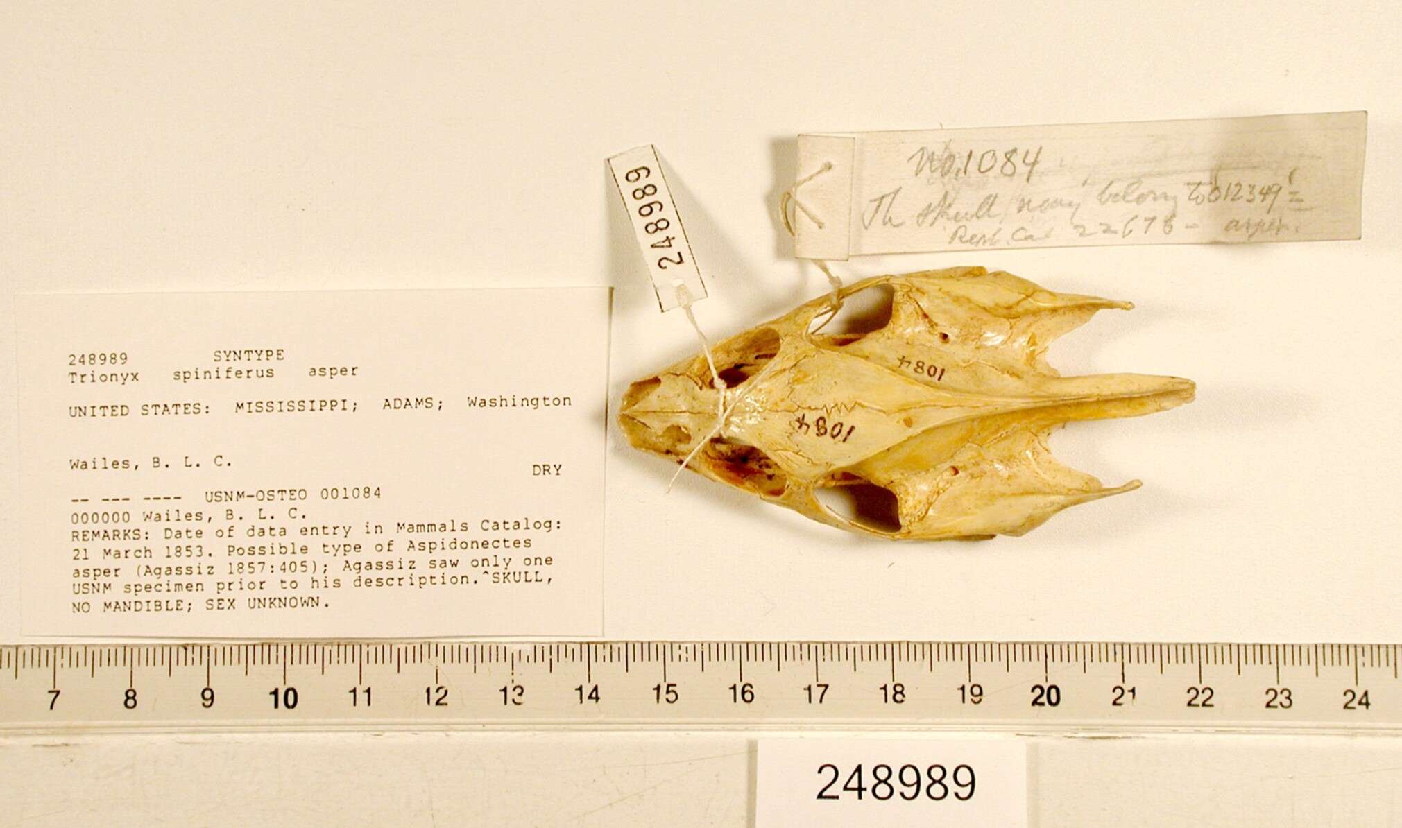 Image of Apalone spinifera aspera (Agassiz 1857)