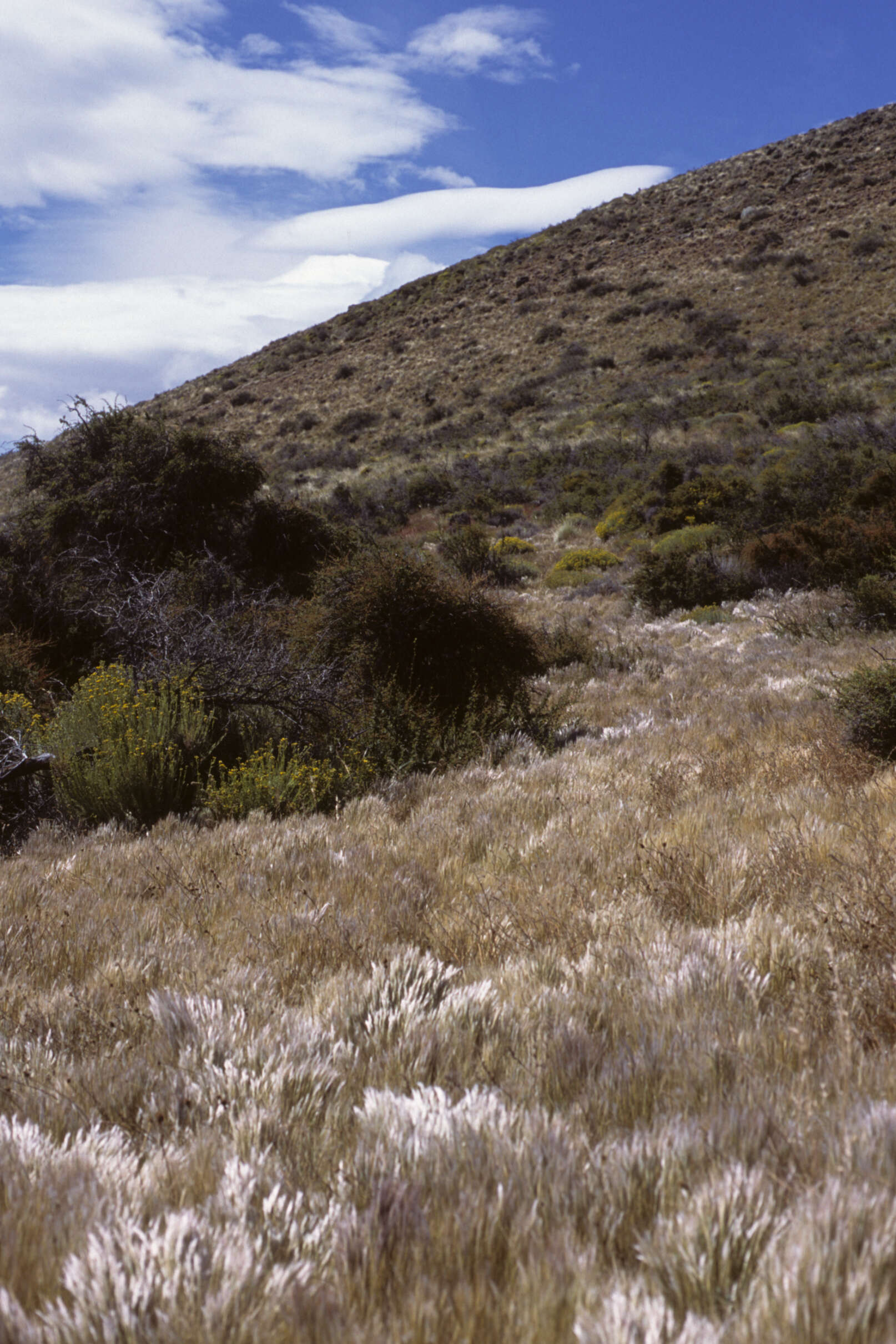 Plancia ëd Pappostipa speciosa (Trin. & Rupr.) Romasch.