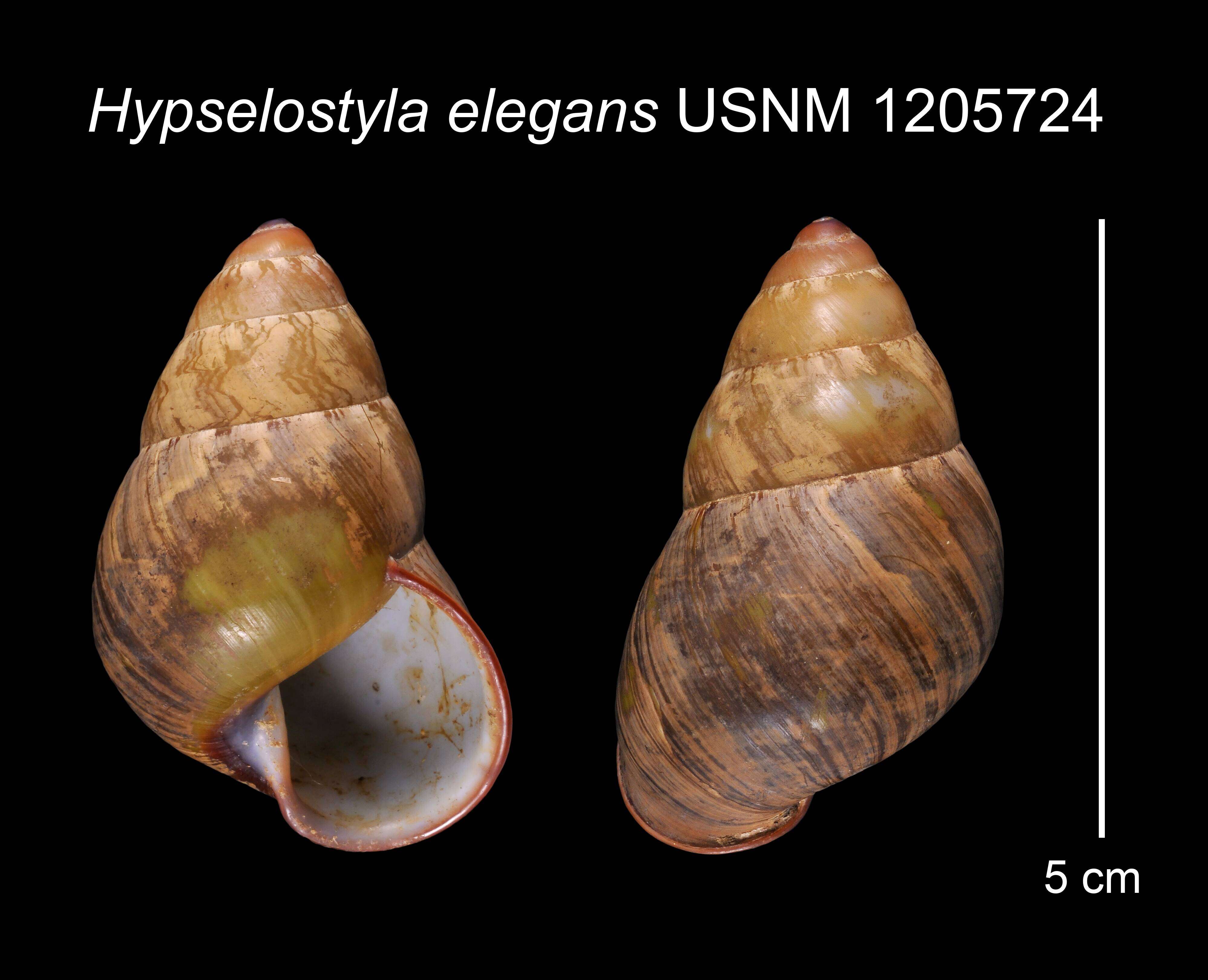 Image of Hypselostyla elegans (C. Semper 1877)
