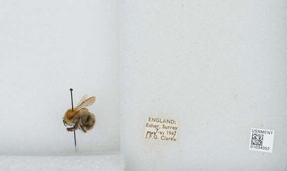 Image of Common carder bumblebee