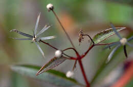 Image of Hawai'i beggarticks