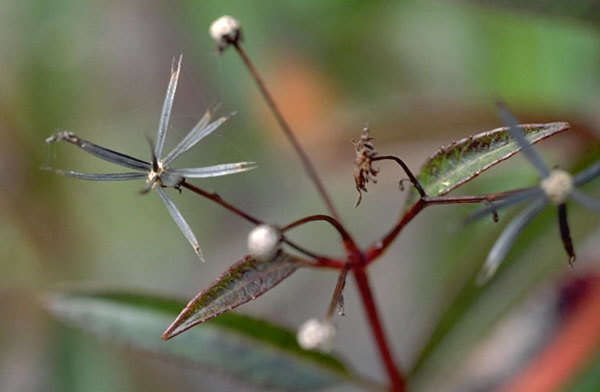 Image of Hawai'i beggarticks