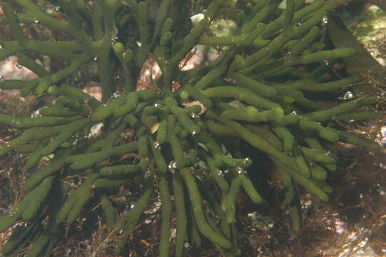 Image of Codium Stackhouse 1797