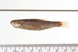 Image of Nueces roundnose minnow
