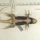 Plancia ëd Sceloporus undulatus erythrocheilus Maslin 1956