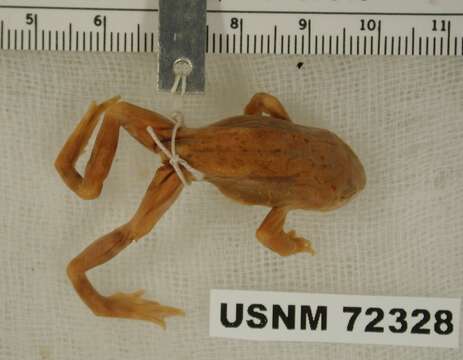 Image of High Himalaya Frog